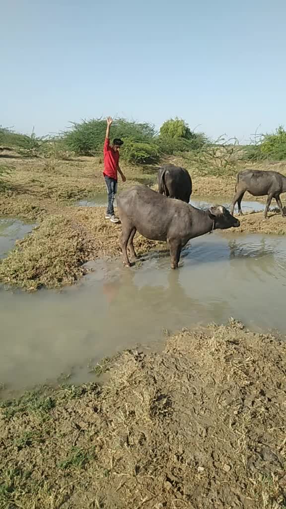 @Bharat Bhai Balkabha