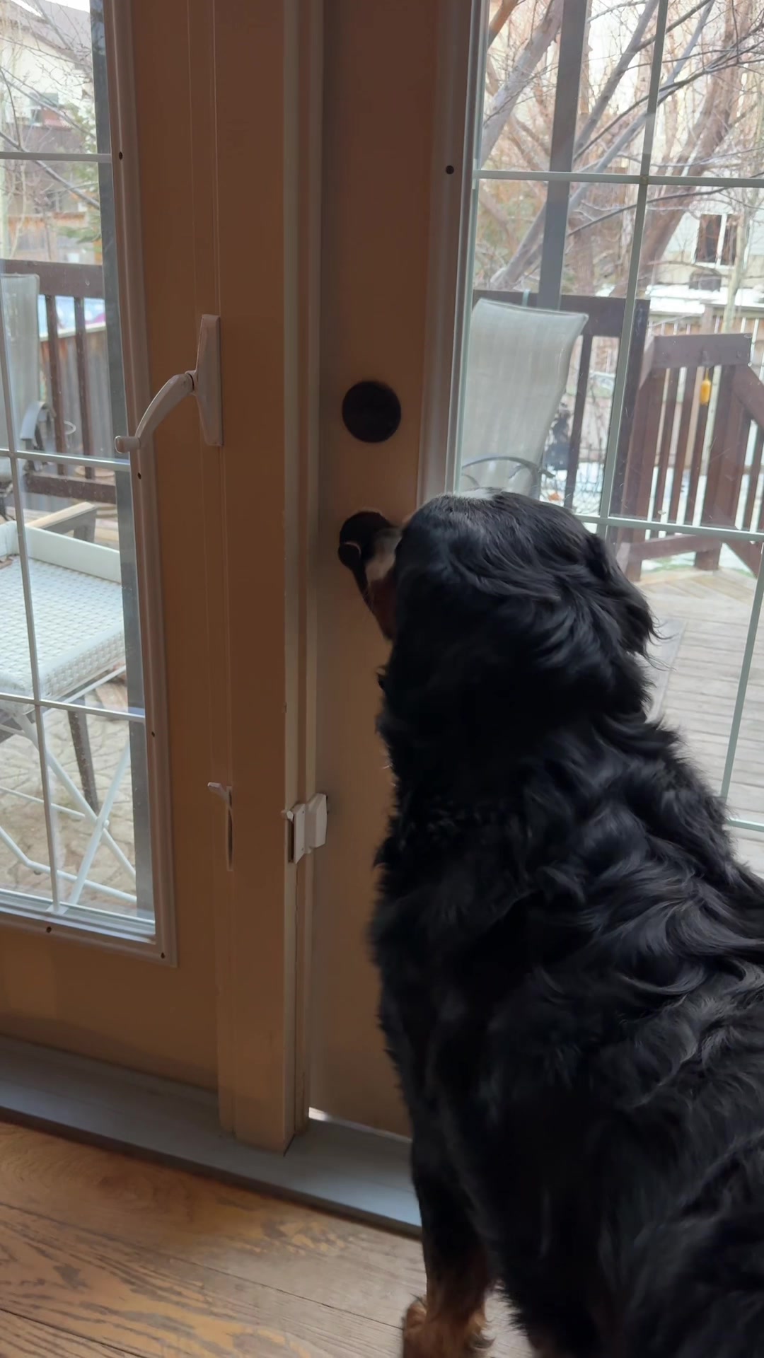 @SennenridgeBernese