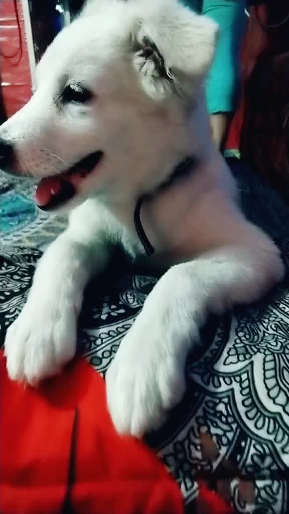 @Priyank sharma