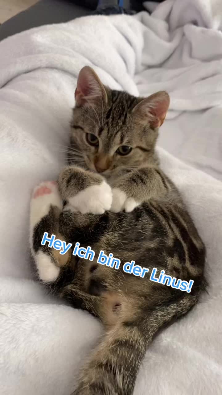 @Die süße kleine Katzencrew