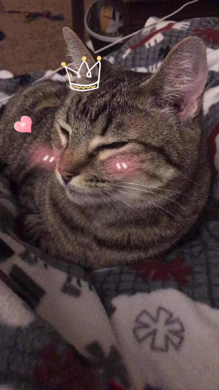 @The Pizzacat