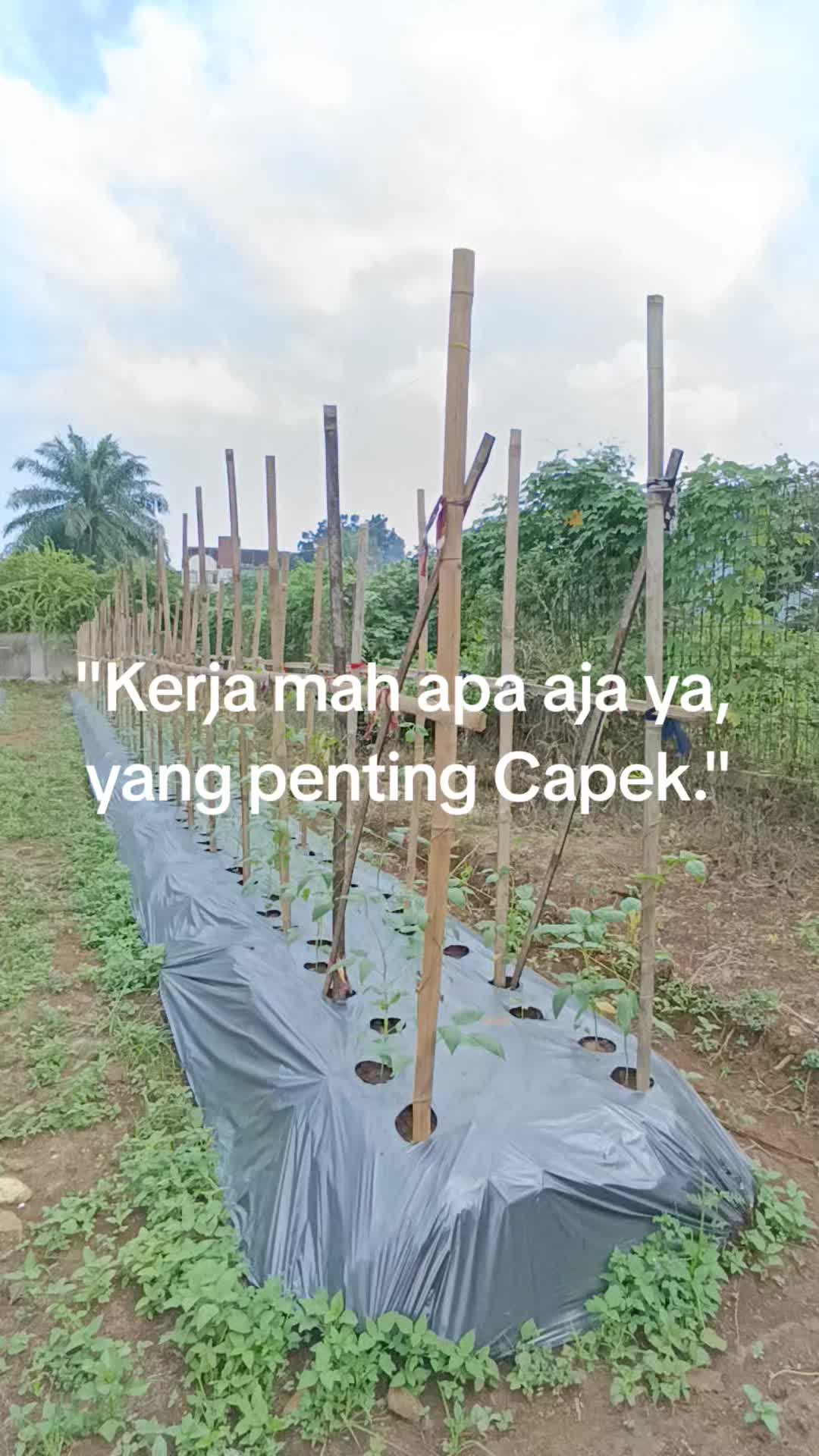 @aneka.bibit.pepaya