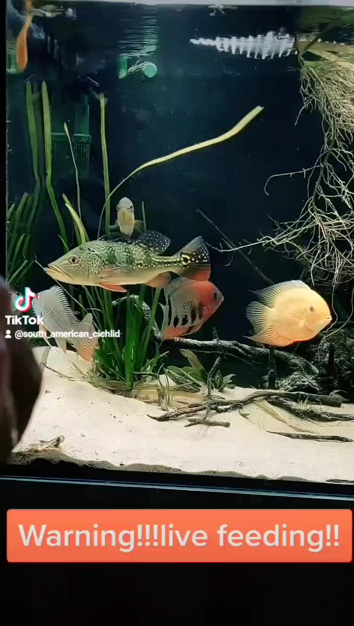 @South american cichlid