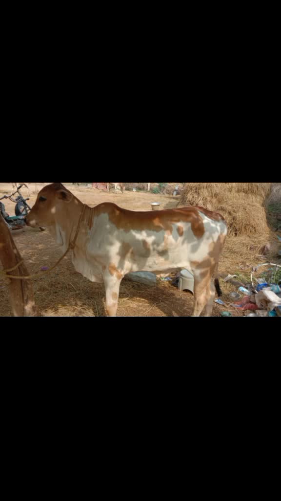 @Gopi, uggam