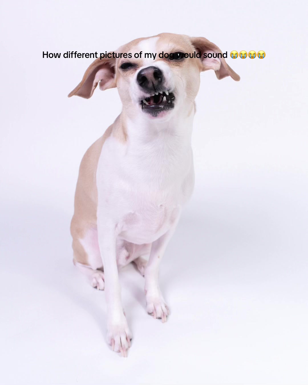 @The Bark Booth