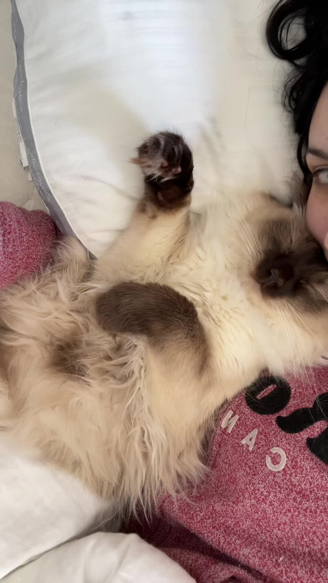 @brunokitten