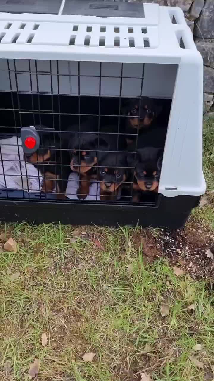 @Laetitia FACHETTi Rottweiler