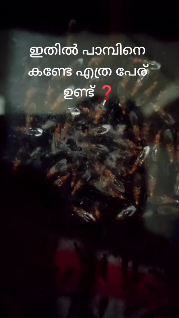 @ജിസൻ