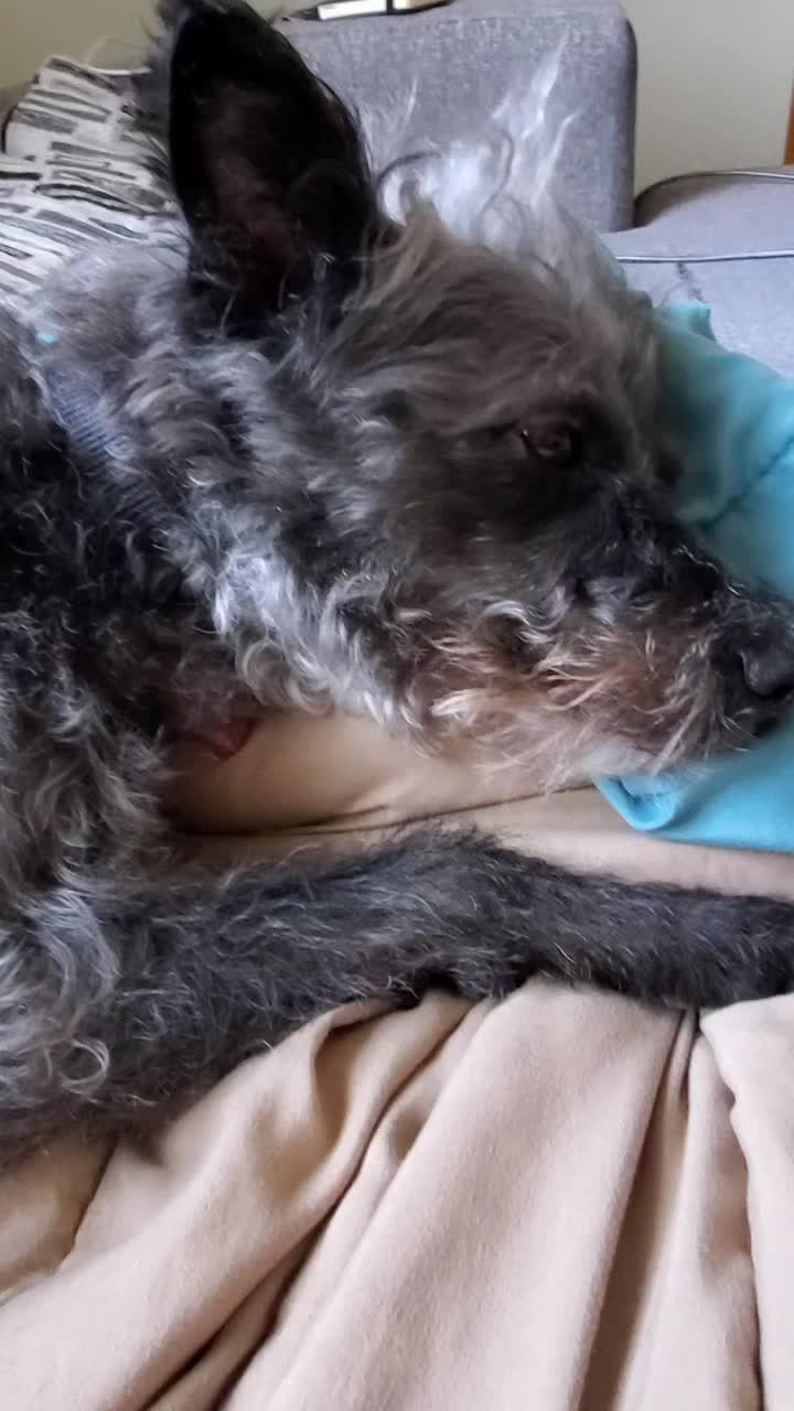 @Toto the Mutt