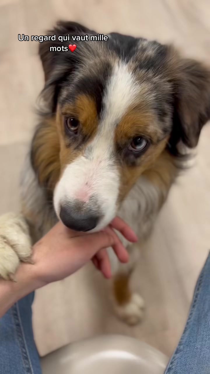 @Family pets⚡️