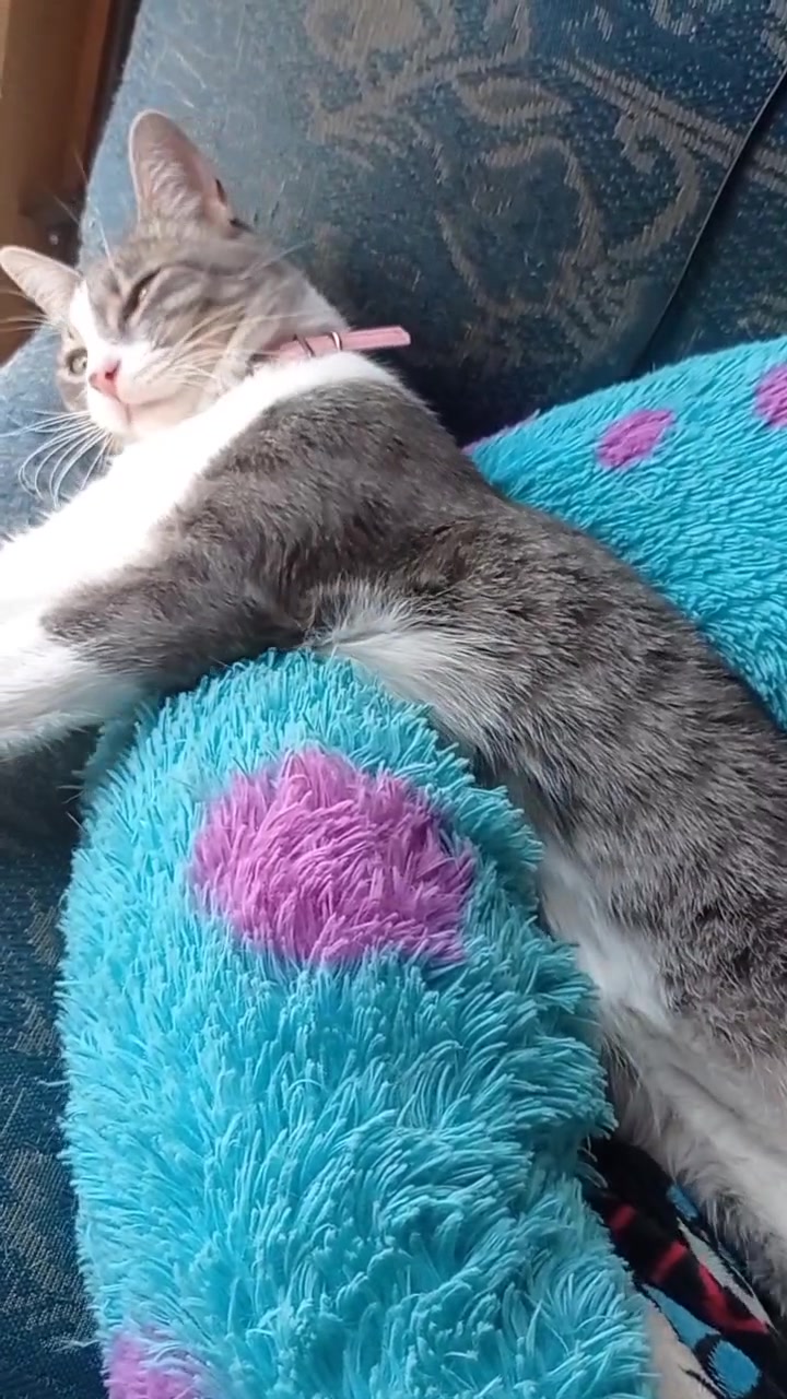 @CutiesCat House