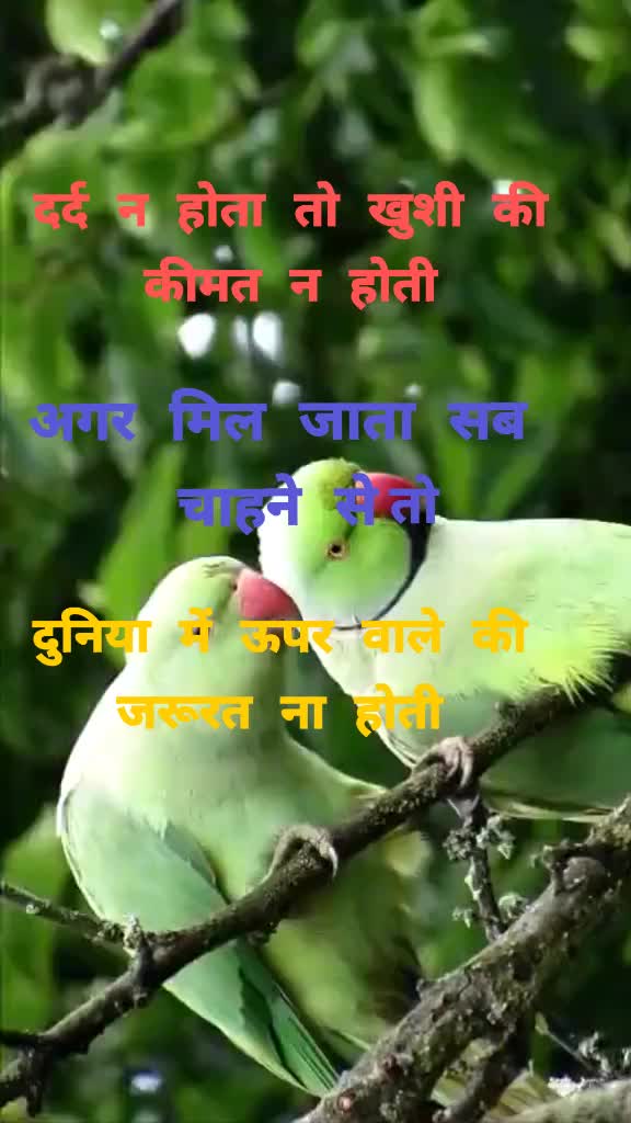 @gayatrimyadav