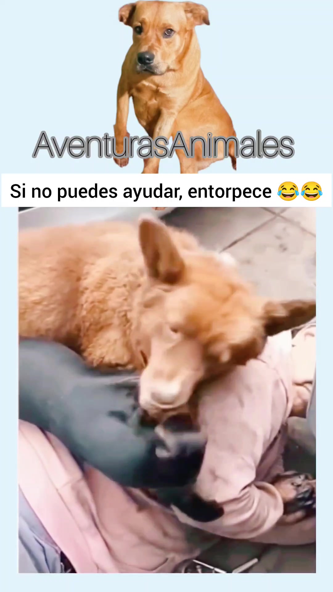 @AventurasAnimales