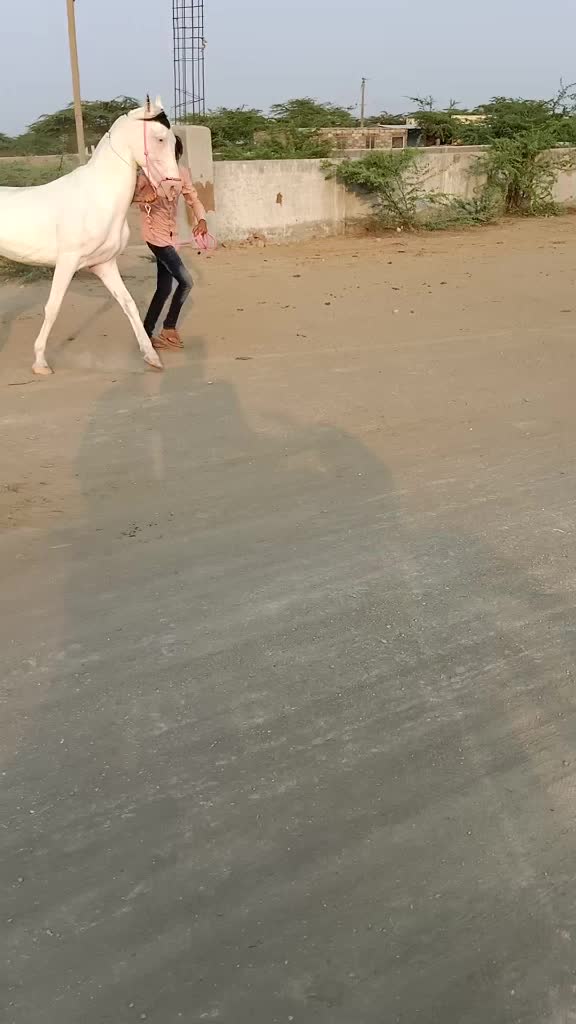 @Rahil Akhani