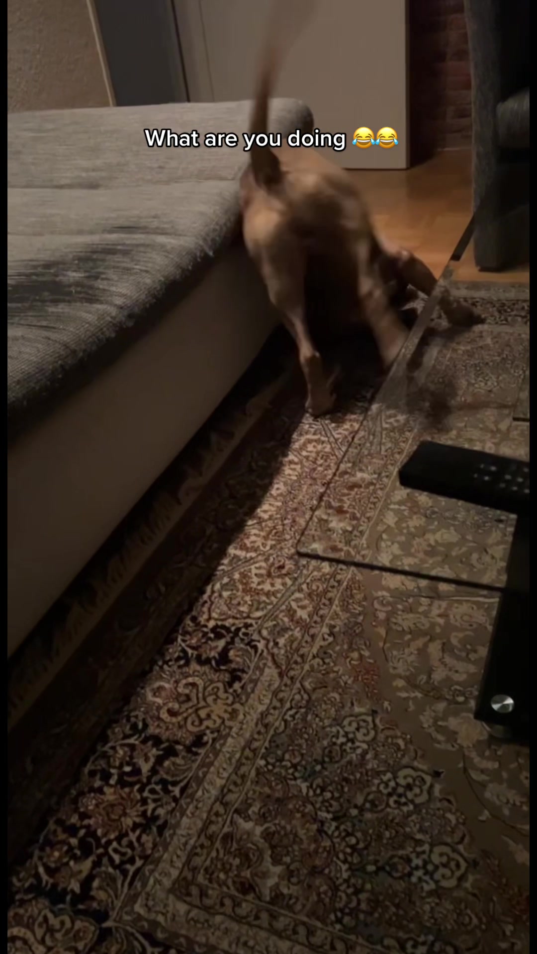 @lifeofpacoo