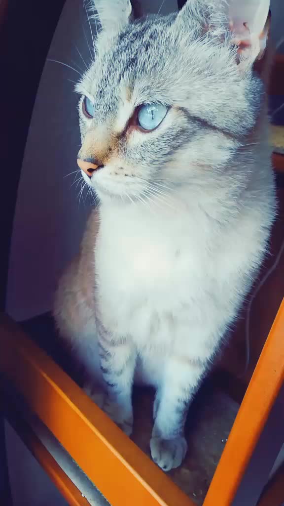 @Nana_animals
