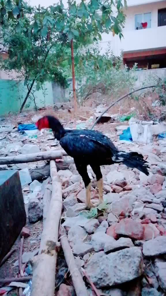 @Sekaraia E Vimal