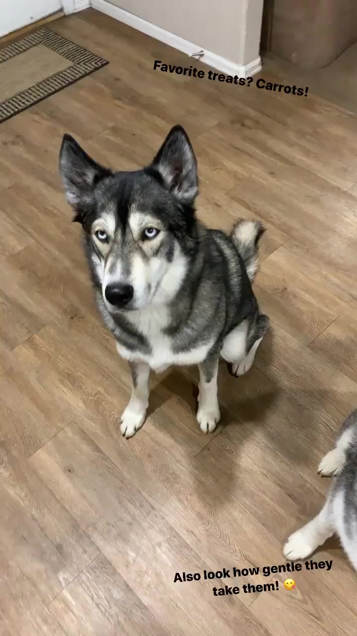 @coloradohuskies