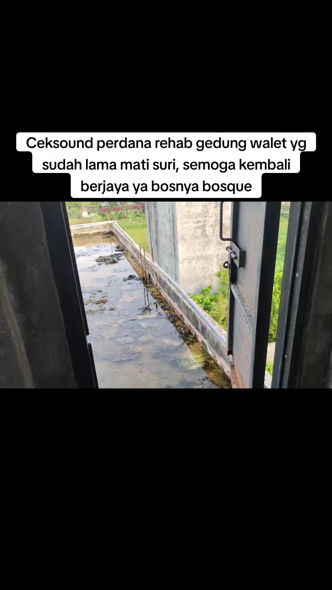 @Walet Rimba Kalimantan