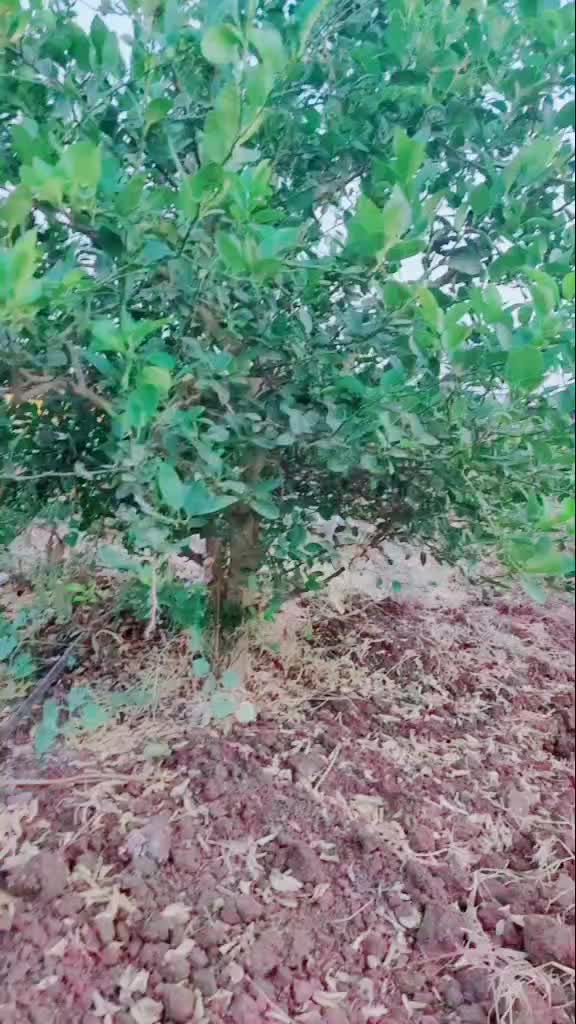 @Nanda Ganjure