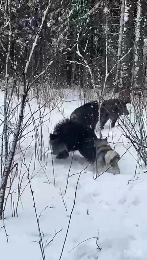 @Питомник лаек  Урман Борисенка