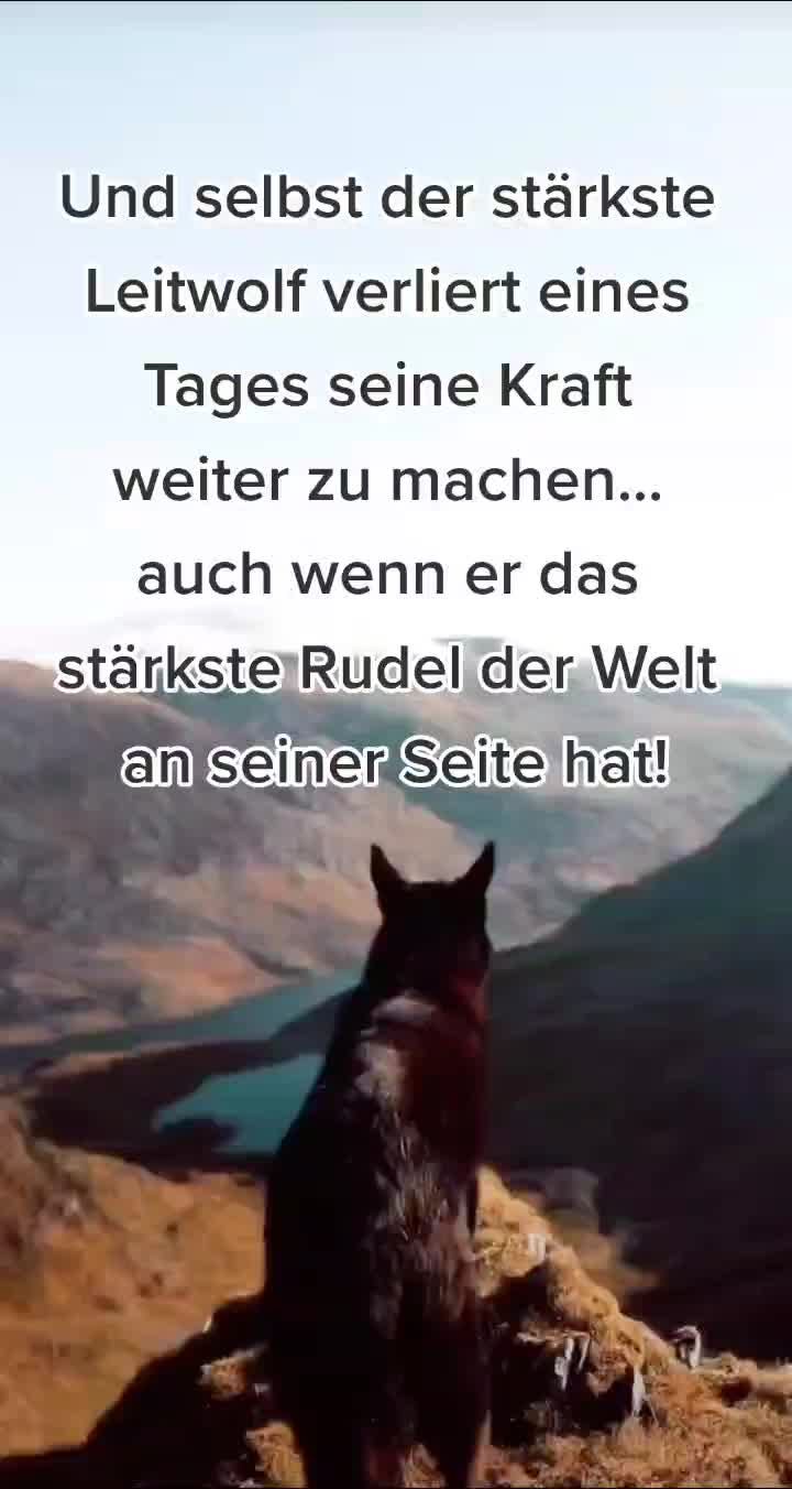 @🚨 Gelblicht Bärchen 🚨