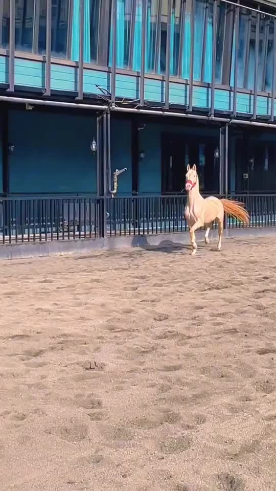 @Horse🐴🦄💕