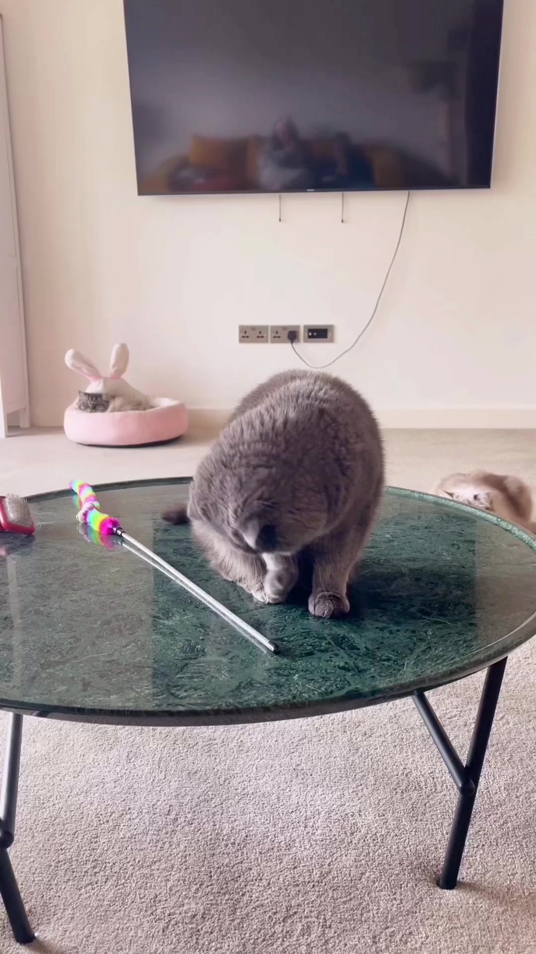 @Modern Cats family