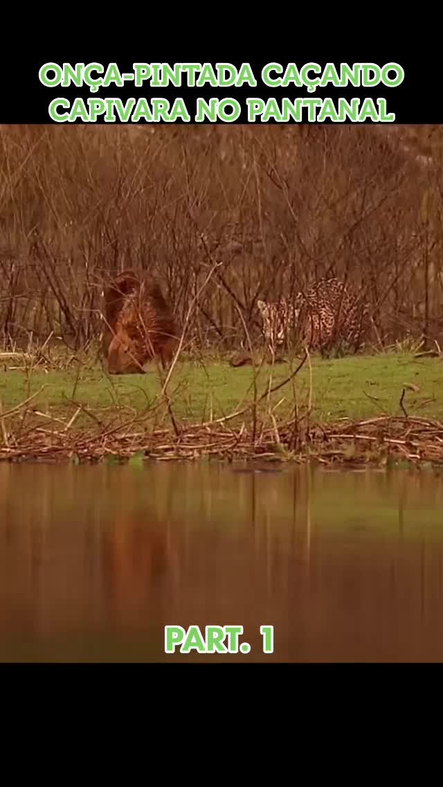 @Pantanal Brazil Safaris