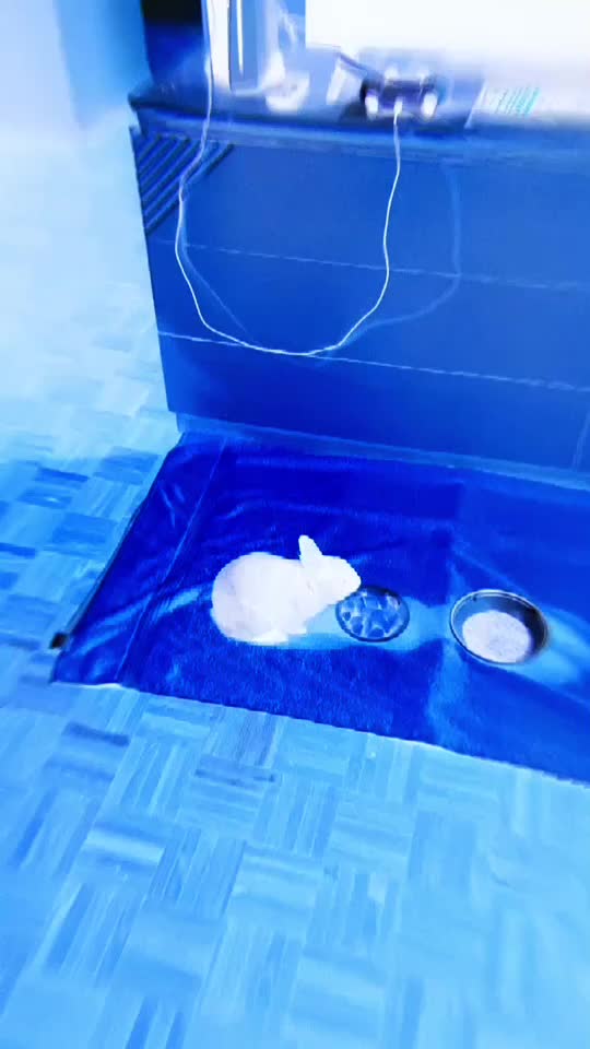 @💙🐰 Cutesy 🐰💙