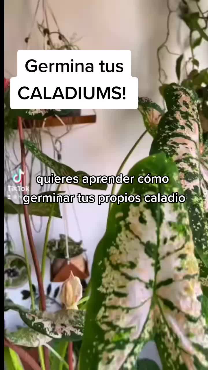 @Pasi&oacute;n a la jardiner&iacute;a🌺💦👈🏼