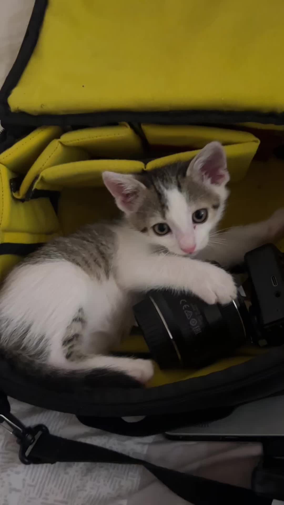 @Orbit_the_cat