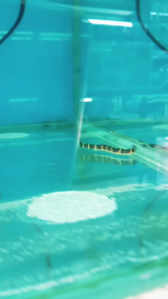 @Rebel Pets 🐠