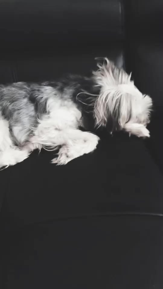 @🐾l&iuml;st&atilde;&iuml;l🐾