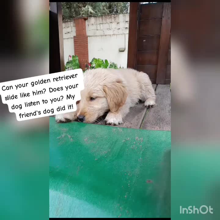@Orimbajnrkennels