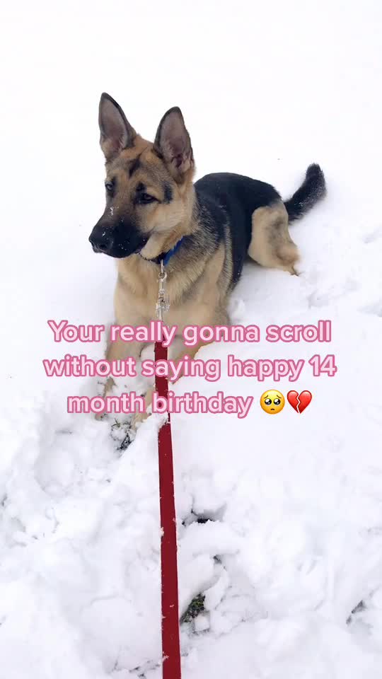 @🐶 Lily 🐶