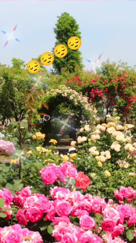 @🌹Sivas 🌹gülü 🌹