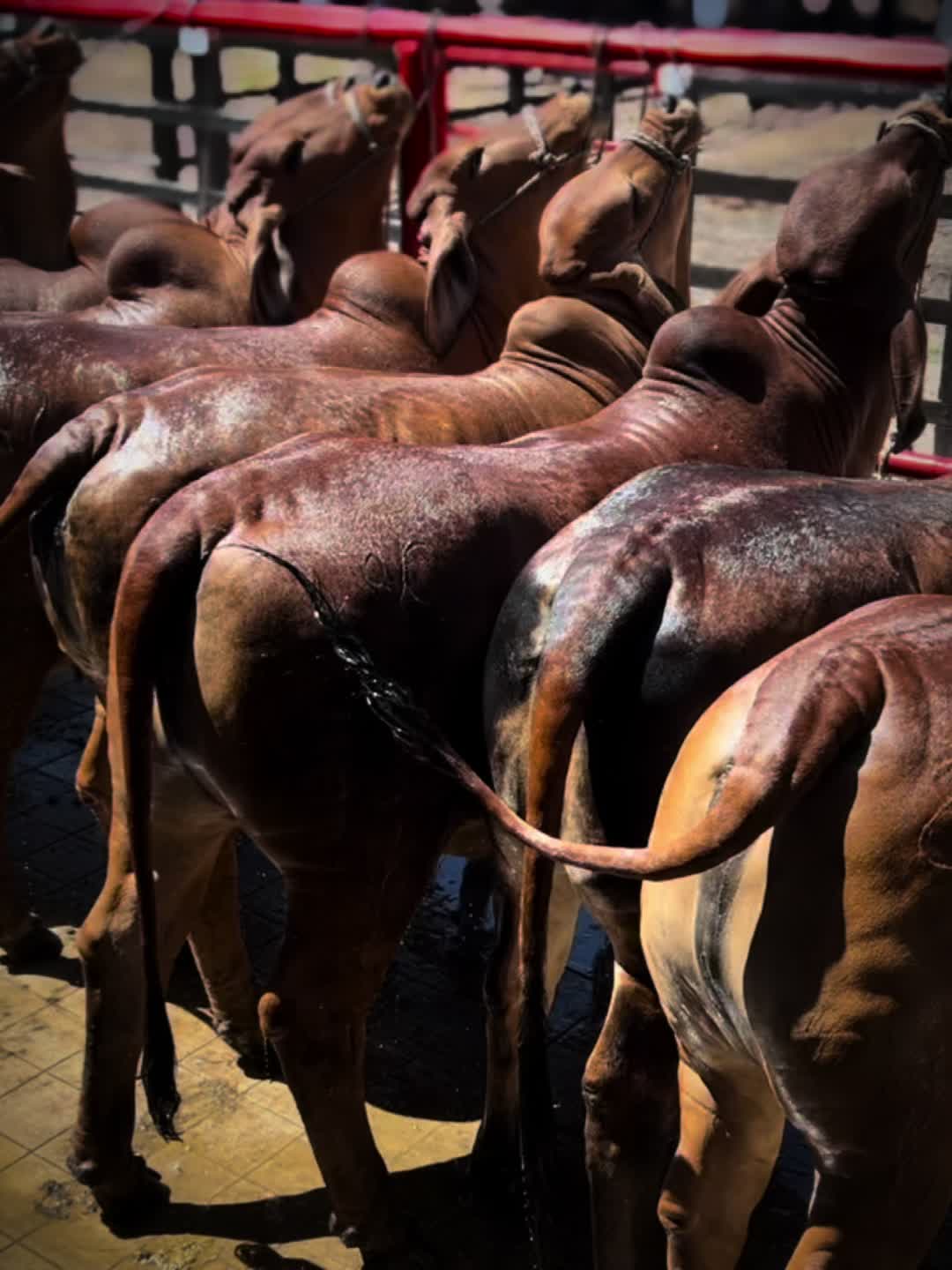 @Santiago_Ortega_🤠🍀🚀