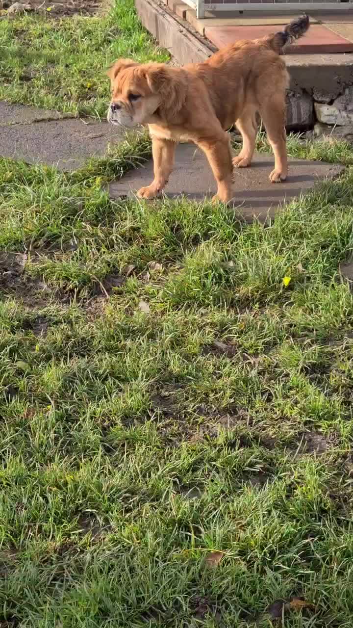 @howlvalley kennels