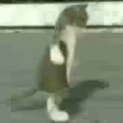 @:v