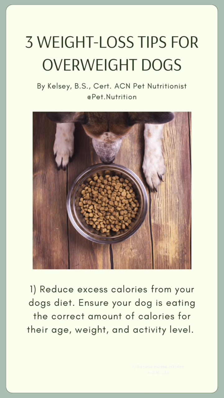 @Pet Nutrition