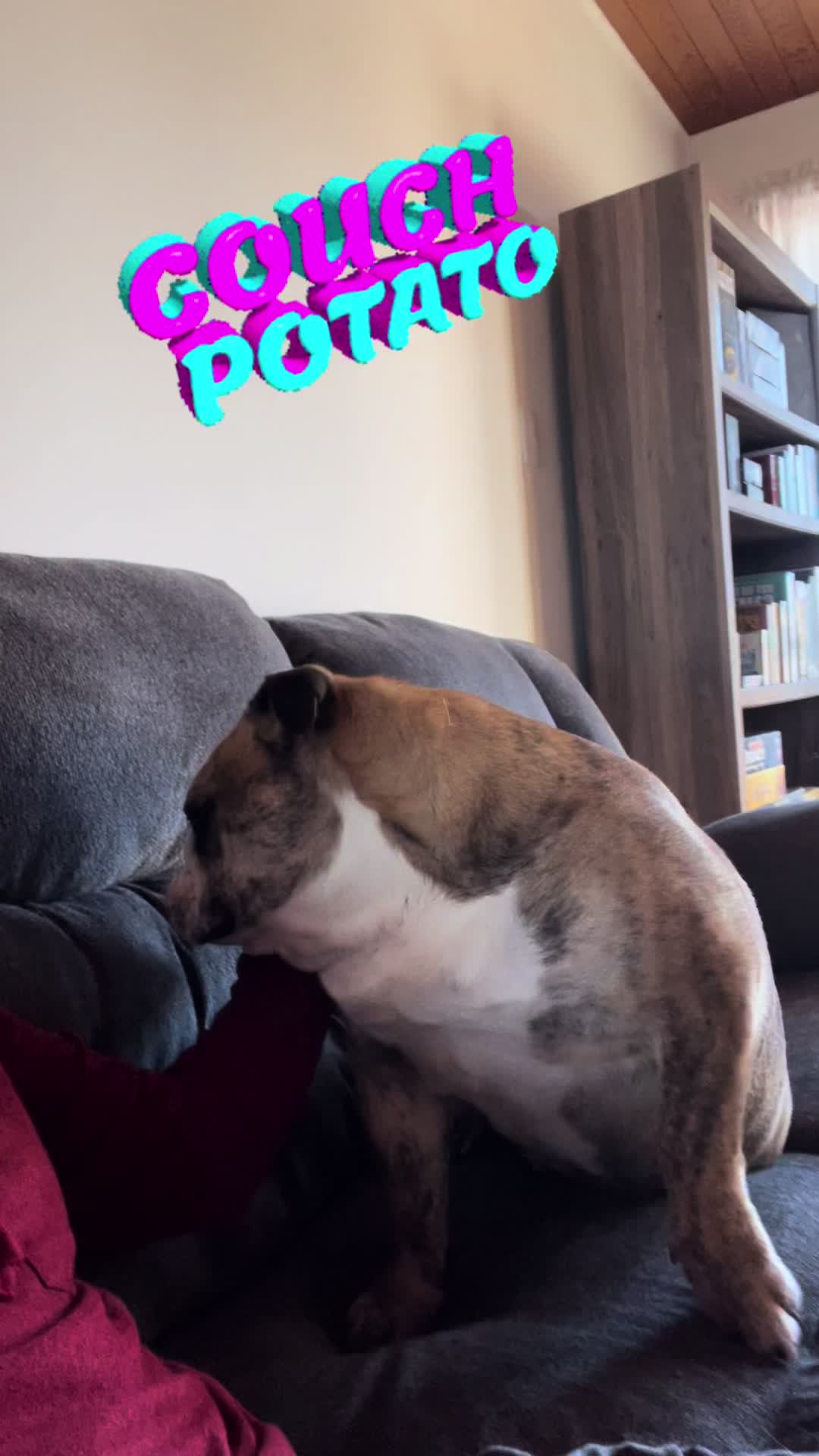 @Pedrobulldog