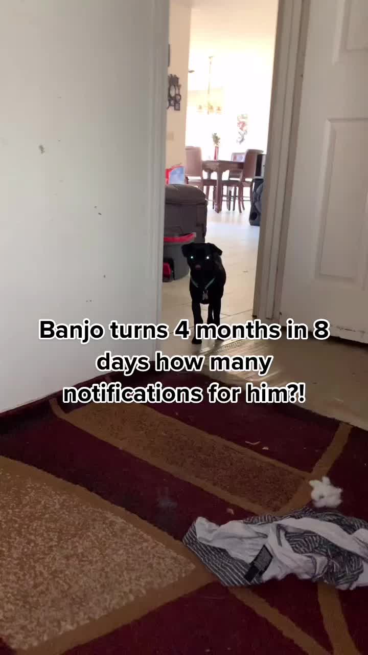 @Benji The Pug
