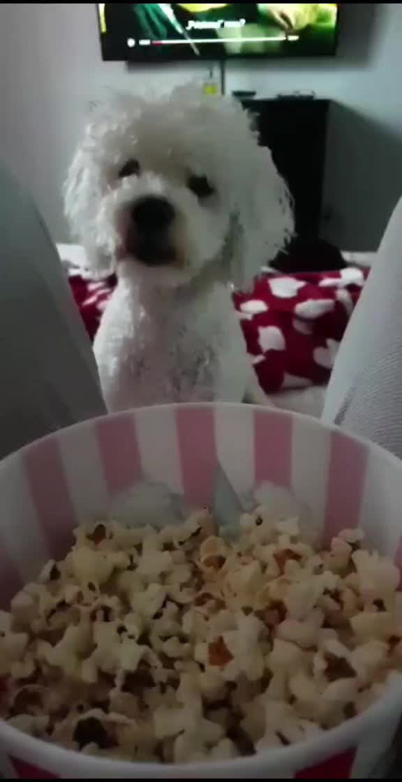 @Otto 🐶