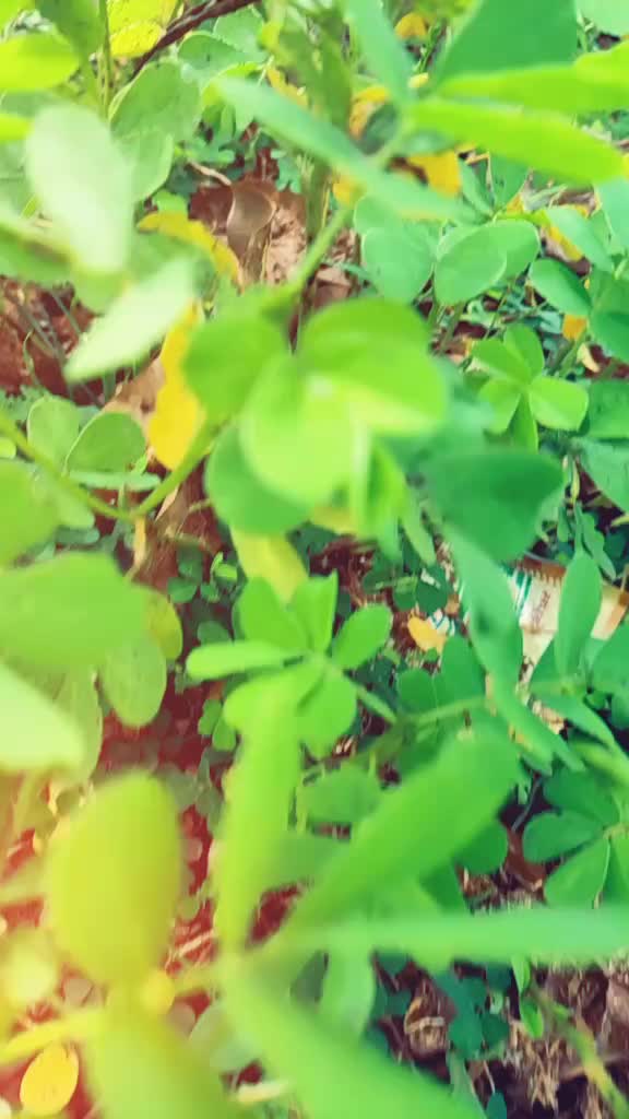 @Raj Kumar