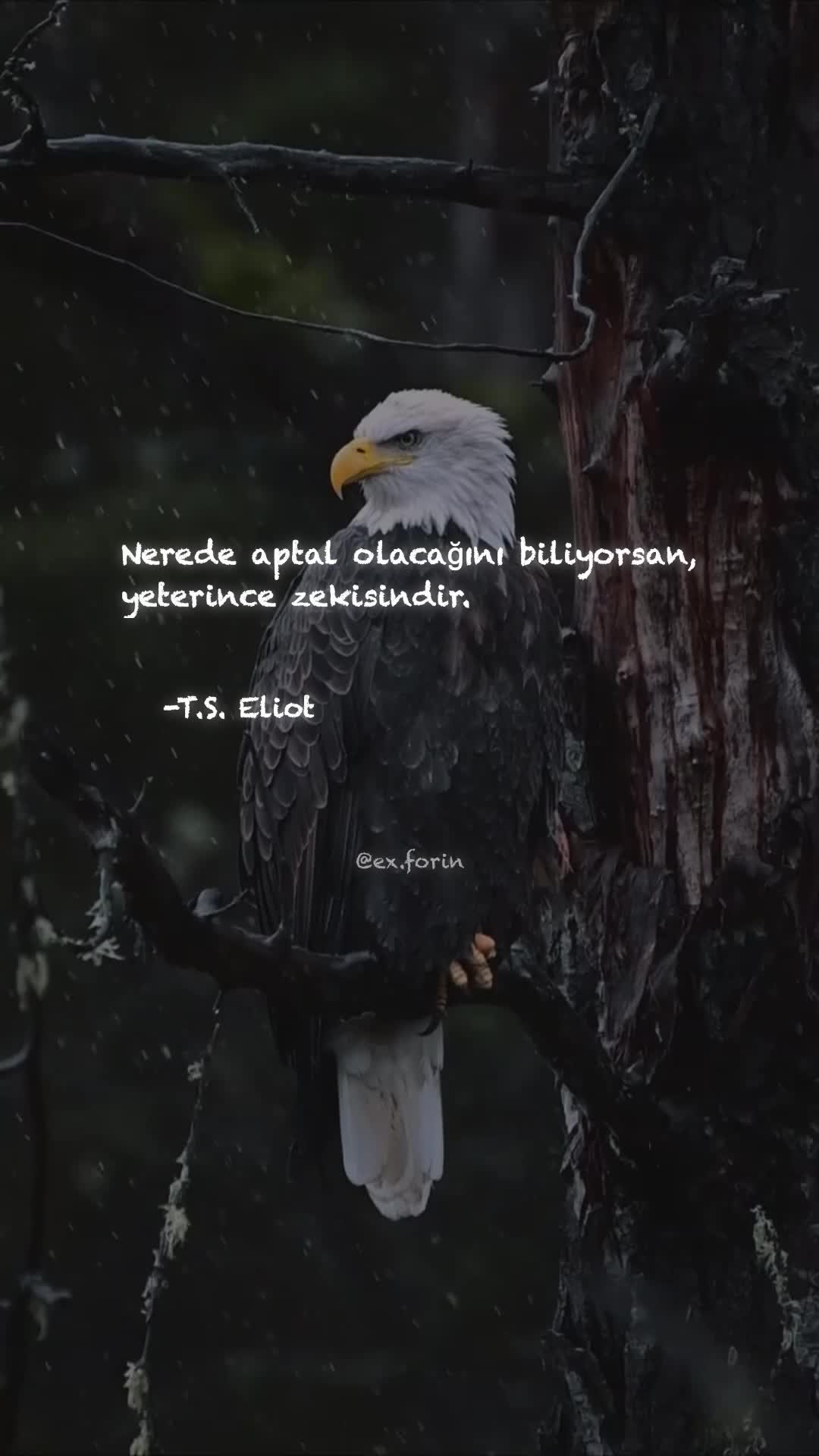 @exforin