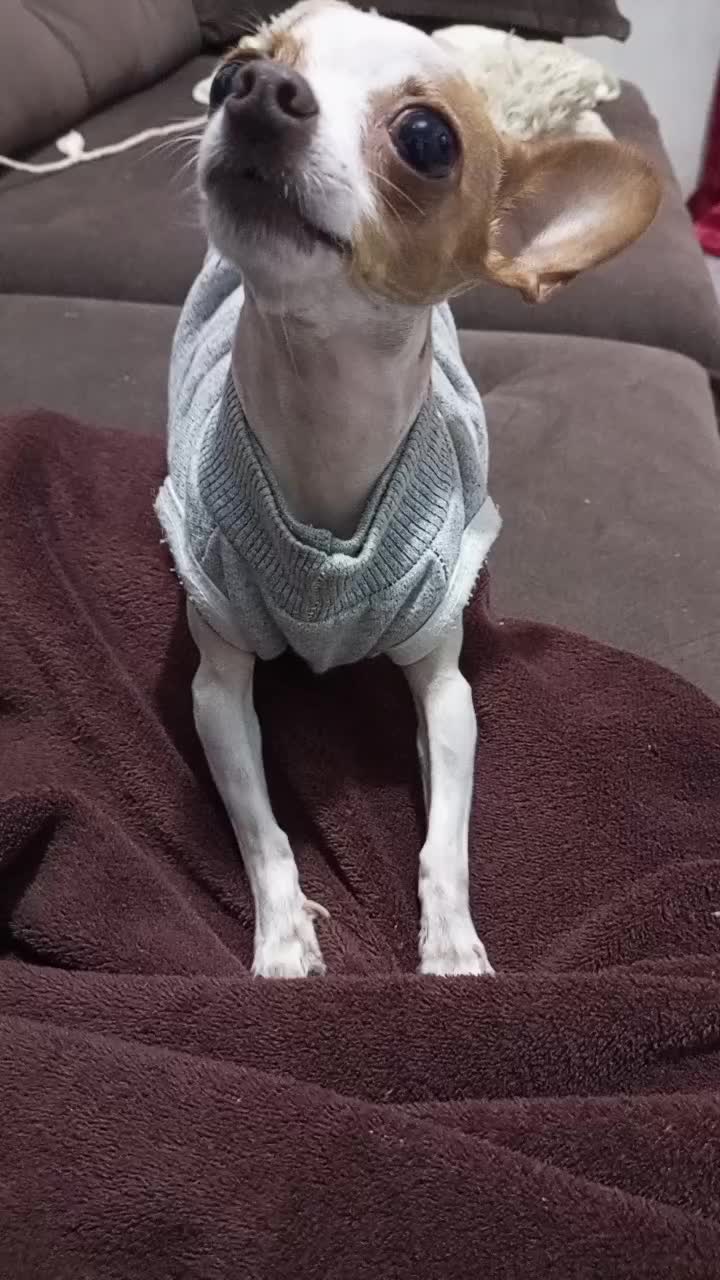 @Lilizinha🐶