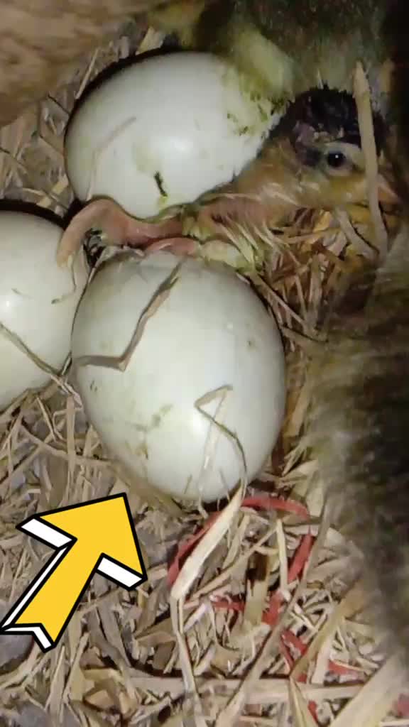 @Rajashree Gogoi 😎😎