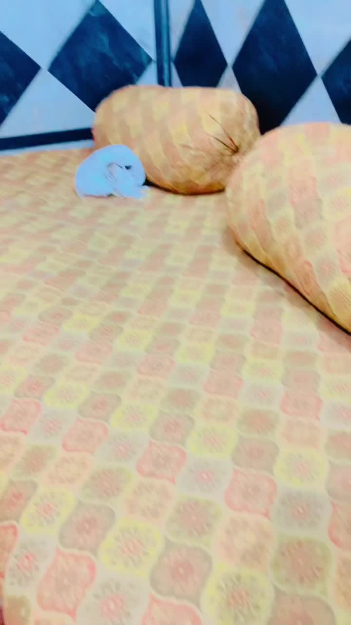 @💫احسان&ensp;مھمند🌙