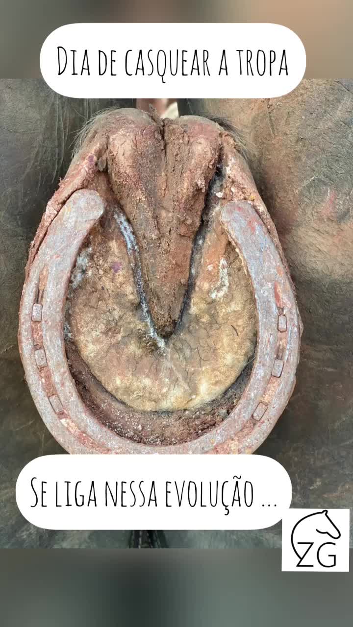 @Haras Z&eacute; Galego